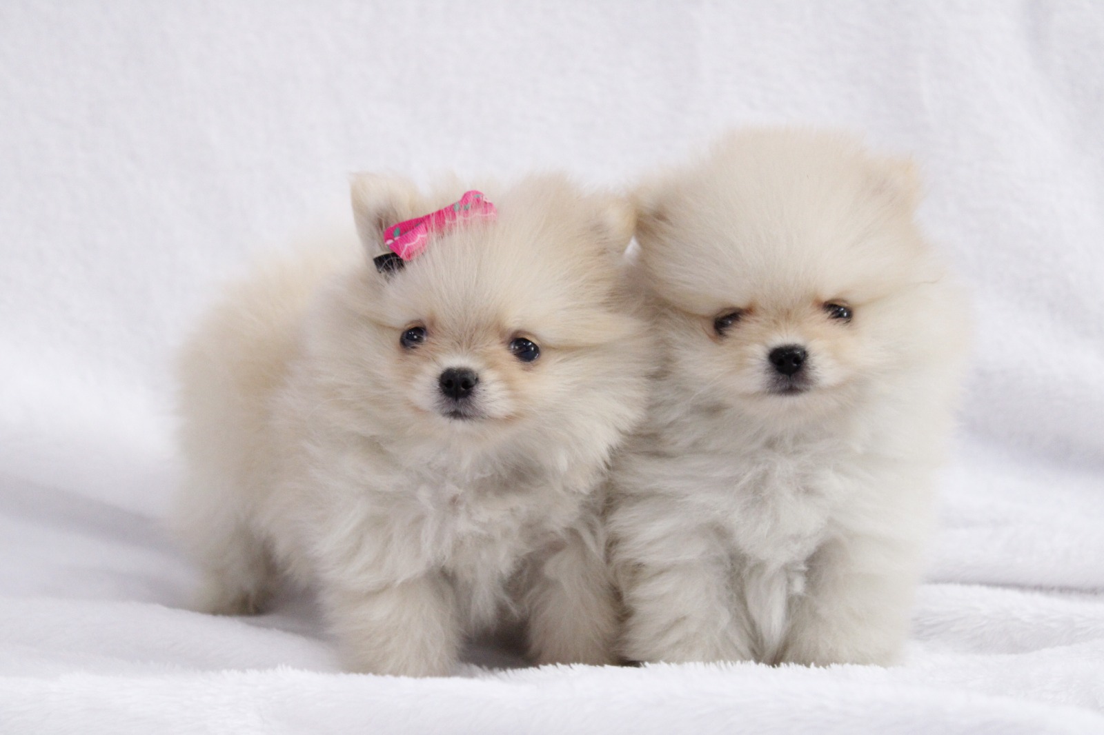 Cachorros en venta Bogotá